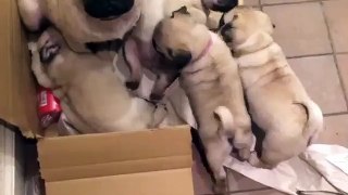 This Pug has just realized she's made a huge mistake...