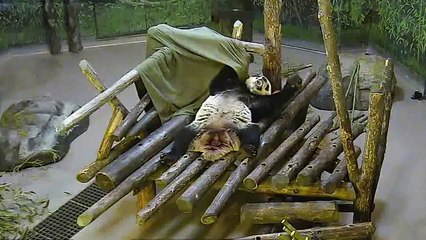 Toronto Zoo Giant Panda Plays With Blanket