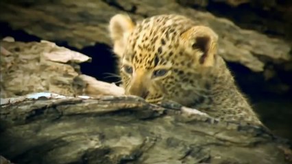 National Geographic animales luchando La Vida De los Leones de Nat Geo Wild, documentales HD - 2016