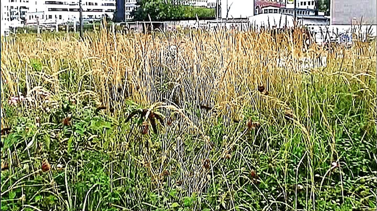 Kreisverkehre in Köln – 07