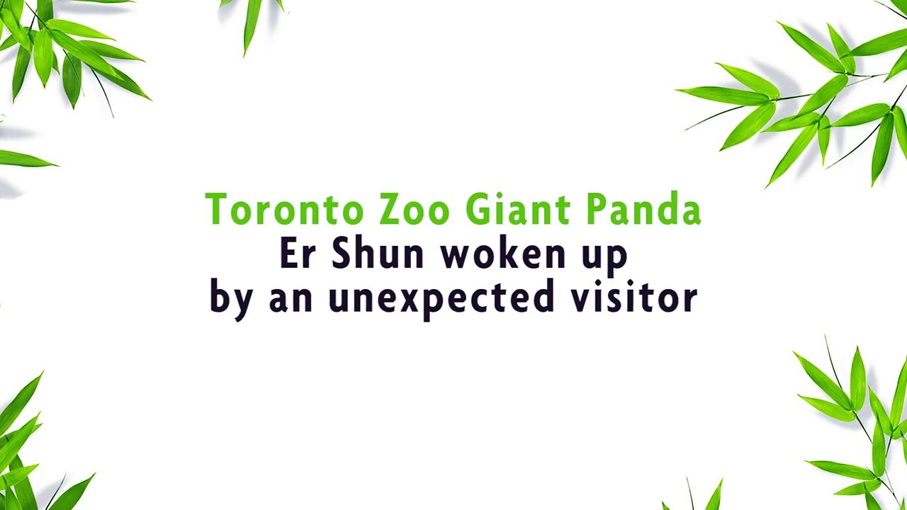 Toronto Zoo Giant Panda Surprised by Squirrel
