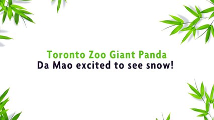 Toronto Zoo Giant Panda Tumbles In The Snow