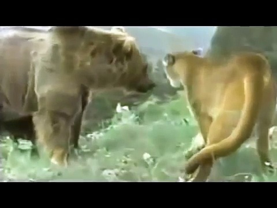 Real Animals Battle HD قتال فضيع بين الحيوانات ينصح عدم مشاهته لذوي القلوب الضعيفة (1)