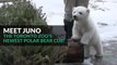 カナダ・トロント動物園のジュノー、一般公開へ