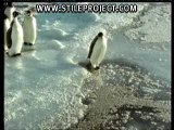1-Stupid-Penguin