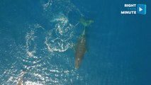 Sit Back, Relax, and Watch These Whales Swim Leisurely in the Ocean