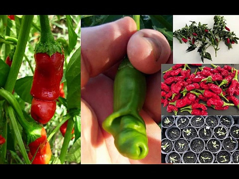 Penis Peppers, Because Why Not