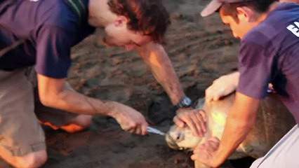 Plastic Fork Removed From Sea Turtle's Nose