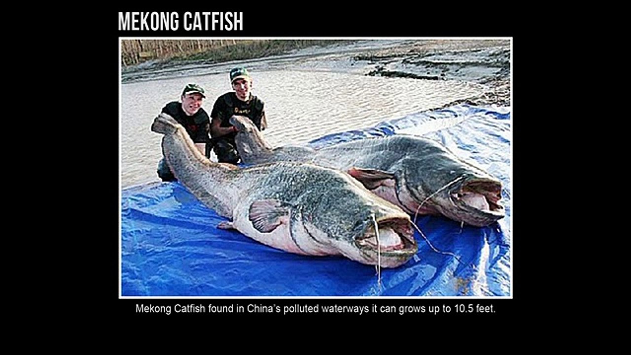 The Largest Animals in The World - Part 2