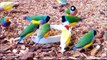 Popular Gouldian finch & Bird videos