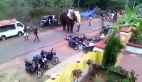 Fora de controle, elefante destrói veículos,  assusta e quase mata pessoas na  India