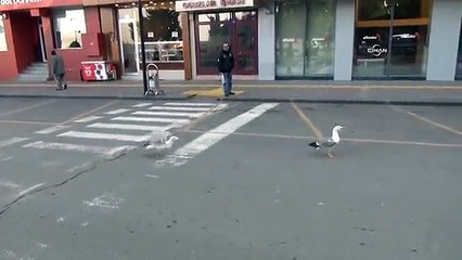 Kavga eden martıları vatandaş ayırdı
