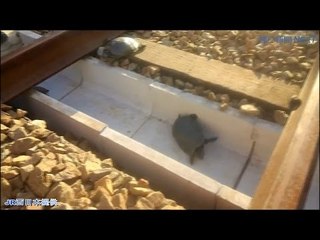 Hanya di Negara Ini, Kura-kura Punya Jalur Khusus Untuk Melintas