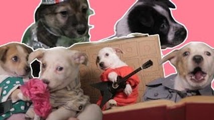 Every Best Picture Movie Starring… Puppies