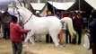 2016-Pakistan-horse-dance-mast-kora-must-watch-mangla-dam