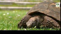 Sea Animal Life Video: Tortoises and Sea Turtles Documentary (Sea Animal Documentary Full
