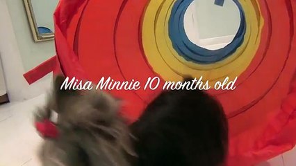 Worlds Smartest Puppy