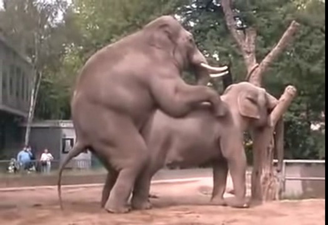 Animal Sexual Video | Elephant Sex 2016