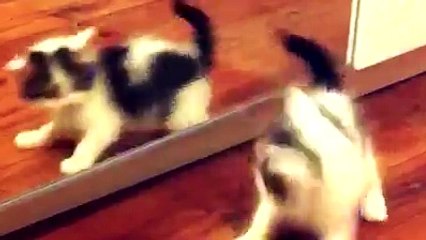 Kittens Learn Things For The First Time