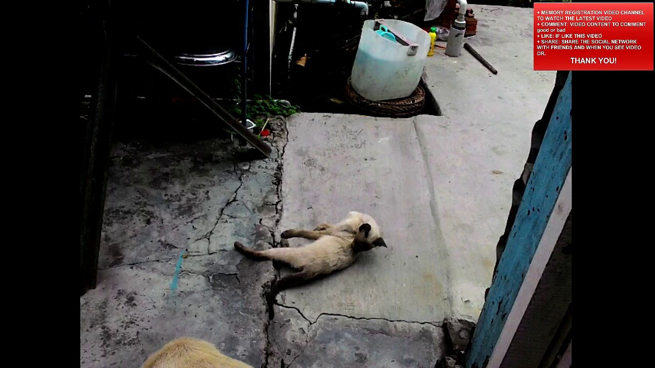 CAT NICE 2015-09-21_095942485