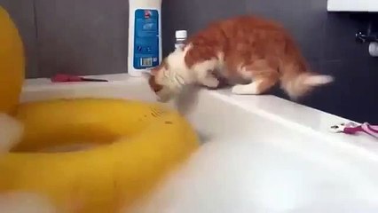 Котик хотел поплавать на круге, смотрим, чем всё закончилось