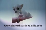 Teacup Chihuahua full grown in the hand !! Chihuahua de Bolsillo Adulto en la Palma de la