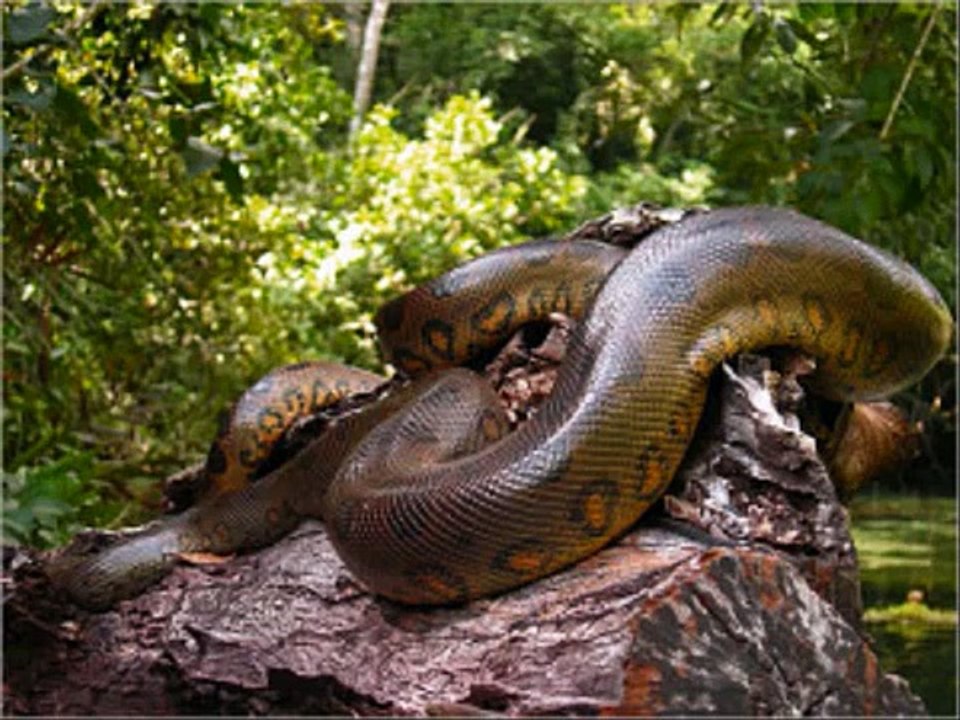 Ular Terbesar Di Dunia ada Di Kalimantan