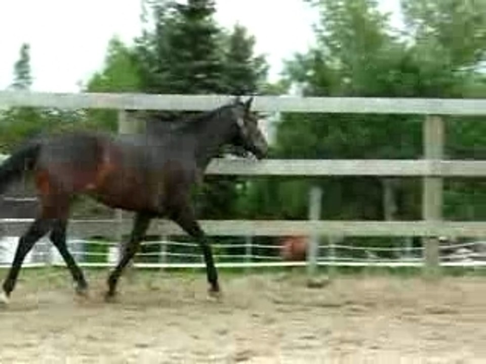 Juste au trot Azimut