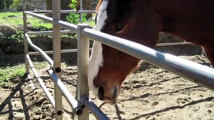 Super Bowl 50 Panthers vs. Broncos Gets Literal