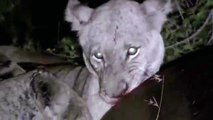Lions killed Huge Hippo in the Moonlight ☆ Animals Attack video HD