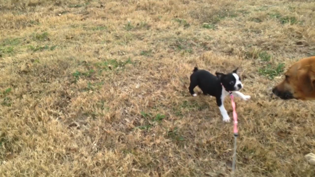 Little Dog Adorably Fails At Leash Training