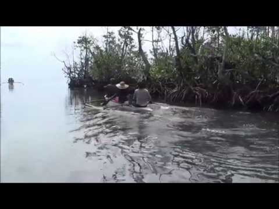 Mangroves can serve as protective wall against a storm like Yolanda