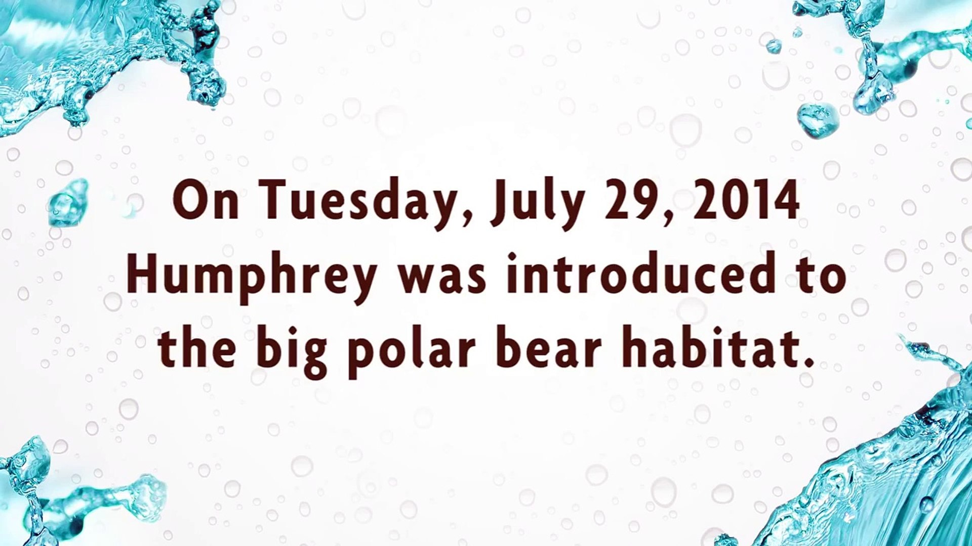 ⁣Humphrey Explores the Big Polar Bear Habitat