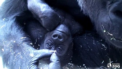 Toronto Zoo Baby Gorilla