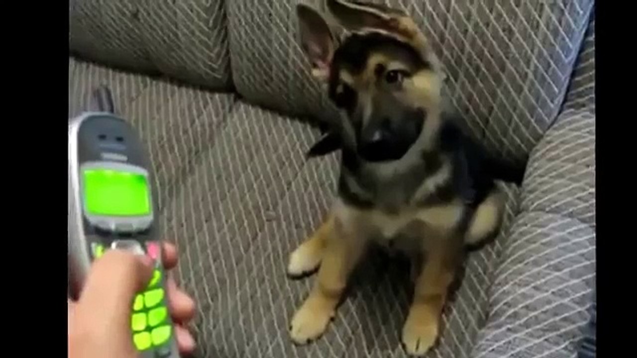 German shepherd puppy Deutscher Schaferhund welpe Verstehen Sie Spass VSSpass
