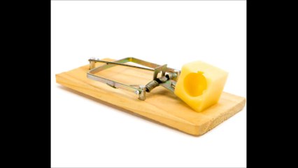 National Pest and Exterminators Supplies Spring Valley - (845) 205-9643