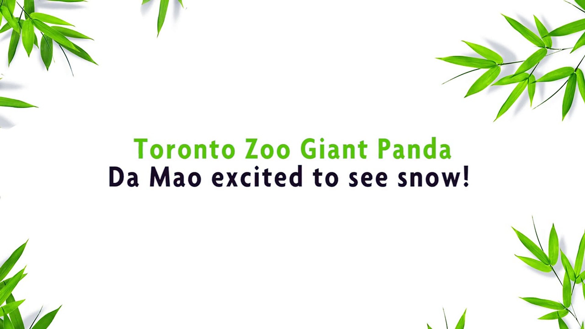 ⁣Toronto Zoo Giant Panda Da Mao Bear-Bogganning