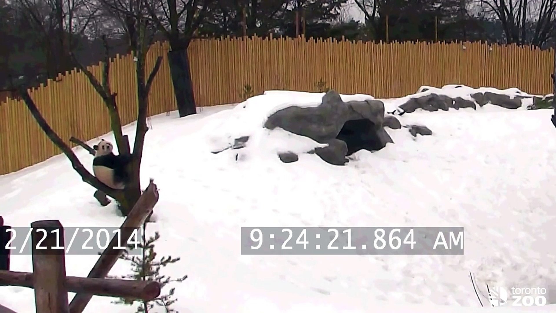 ⁣Toronto Zoo Giant Panda Da Mao Plays in the Snow