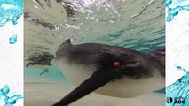 Toronto Zoo Penguins Up Close!