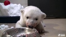 Toronto Zoo Polar Bear Cub  'Super Bowl'