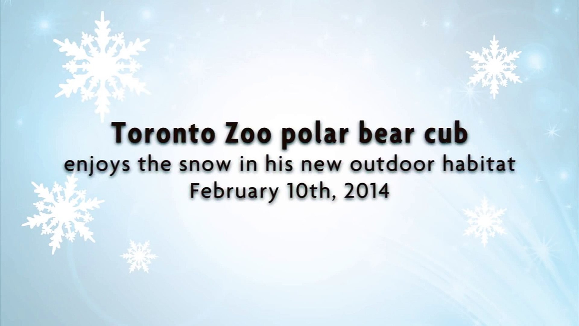 ⁣Toronto Zoo Polar Bear Cub Enjoys the Snow in his new Outdoor Habitat