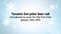 Toronto Zoo Polar Bear Cub Introduced to Snow for the First Time