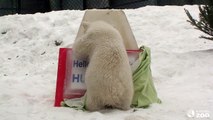 Toronto Zoo Polar Bear Cub Reveals Name