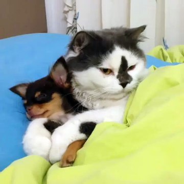 Vous allez pousser un petit soupir attendri en voyant ce chat qui fait un câlin à ce petit chien.