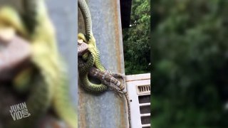 Snake Devours A Gecko