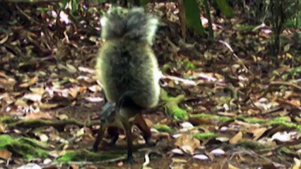 VAMPIRE SQUIRREL THAT HUNTS DEER - YouTube