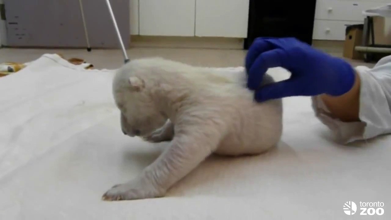 Attempts to roll over(1)