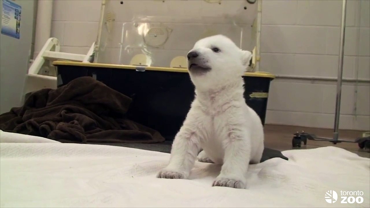 Cubs First Steps