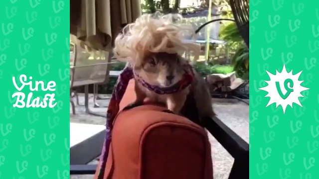 [NEW] Funniest Comedy Vines compilation Vol.2 2015 Vines