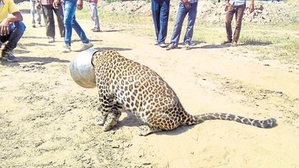 OMG!!! Leopard gets head stuck in metal pot